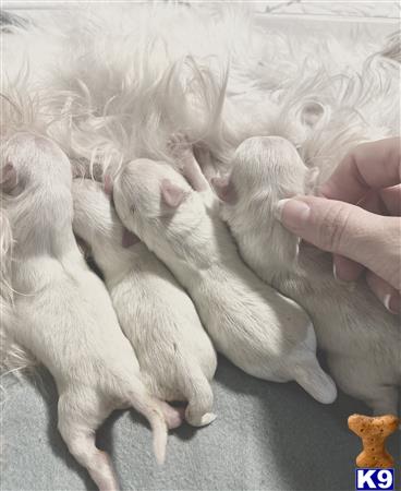 Miracle Maltese Picture 1